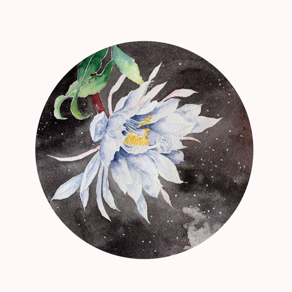 昙花一现_ 水彩 花卉 昙花