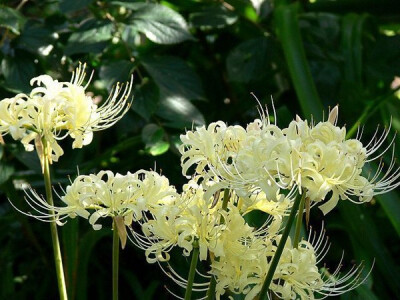 彼岸花，花开开彼岸.   彼岸花是开在黄泉之路的花朵，   在那儿大批大批的开着这花，   远远看上去就像是血所铺成的地毯,   又因其红的似火而被喻为”火照之路”   也是这长长黄泉路上唯一的风景与色彩.   人就踏着…