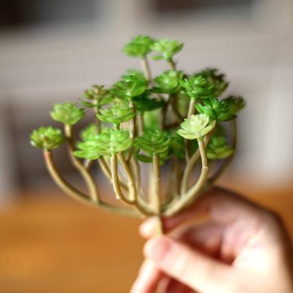 掬涵仿真多肉植物 小多肉花装饰摆件塑料手感较花簇花束绿植