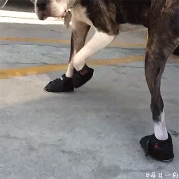 我的滑板鞋~~~时尚时尚最时尚~~~[笑cry]