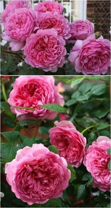 【玫瑰】肯特公主，灌木，四季，粉红色，强...