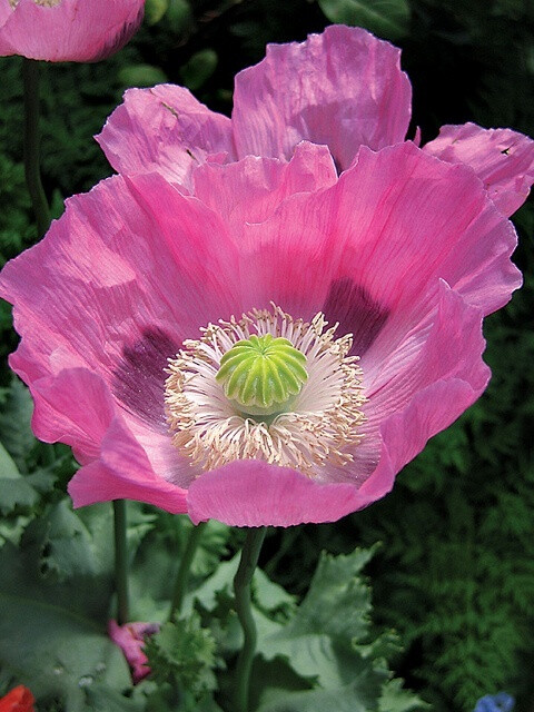 Papaver 'Cupcake'