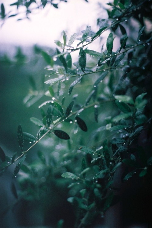 雨景