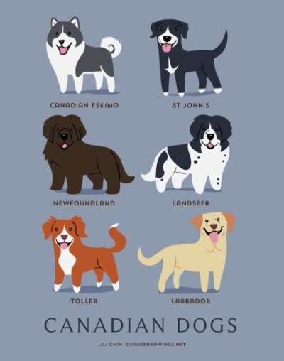 【186 dogs of the world】By illustrator Lili Chin 丨来源：http://t.cn/RhBcMS8