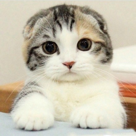 网友po了一组图，我喜欢就这样看着你，看到你喜欢我为止....怎么可以这么萌，心都被萌化啦！！！