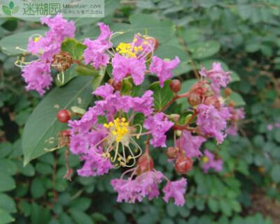  此次以“绿韵禅城，缤纷家园”为主题的夏日花展活动，吸引了众多市民关注，禅城区内多条主次干道旁、大小公园里，紫薇花缀满枝头，张扬而不失美丽。据禅城园林处负责人介绍，作为禅城园林内的特色树种，大叶紫薇和…