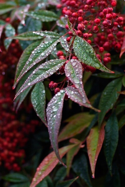 雨滴