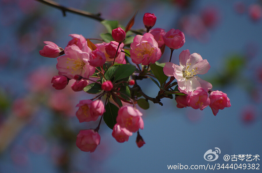 【《海棠》】东风袅袅泛崇光，香雾空蒙月转廊。只恐夜深花睡去，故烧高烛照红妆。—— 宋 · 苏轼