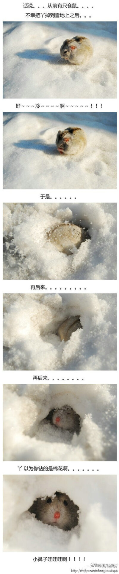 从前有一只仓鼠。。。主人一不小心把它掉雪地上之后。。。。