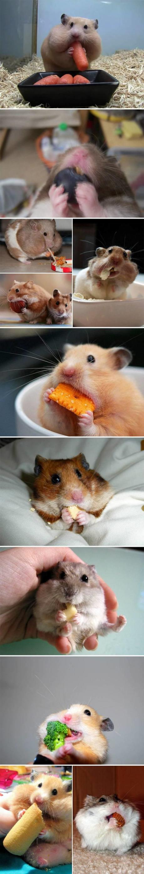 仓鼠是一种一生都在吃吃吃从未停歇过的生物2626