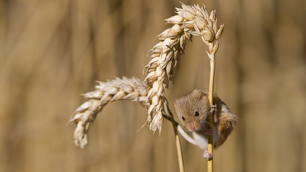 “左拥右抱”的巢鼠 HarvestMouse