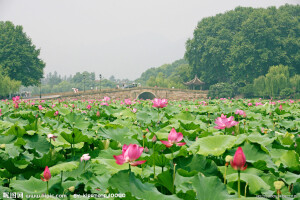 荷花 1024x683