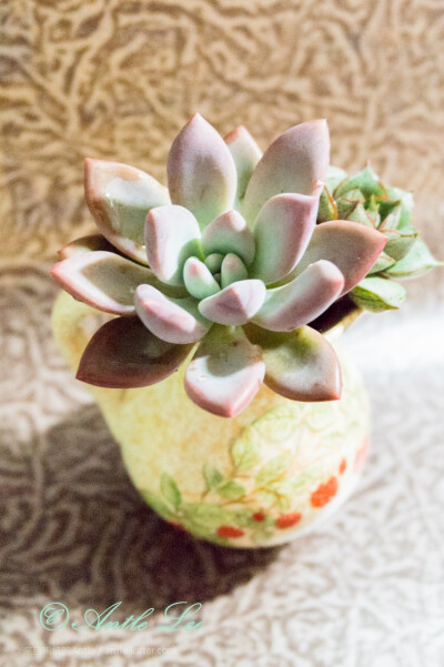 奥普琳娜  Graptoveria Opalina