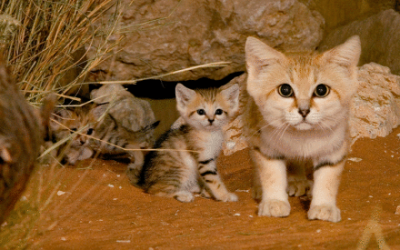 新一代呆萌喵王】沙丘猫（sandcat）是最小的猫科动物之一哟._:(`」∠):_已萌一脸血