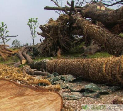 南京青奥会前种植的树木今枯死街头 原文出自迷糊园花卉植物主题交友社区(www.mihuyuan.com)记者闻讯，为了迎接青奥会，南京曾突击种植了大量反季节树木绿化，但由于种植不科学，违反季节生存，导致青奥会结束没多久…