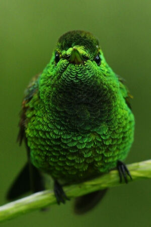 Copper-Rumped Hummin...