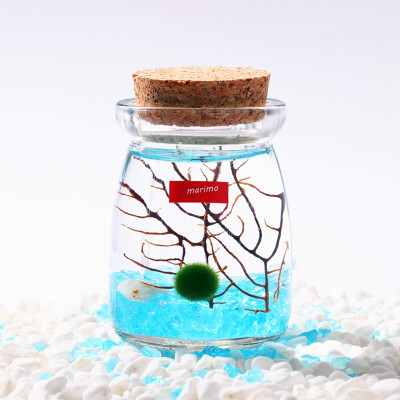 包邮【日本正品MARIMO】幸福海藻球 生态瓶球藻创意盆栽 微景观