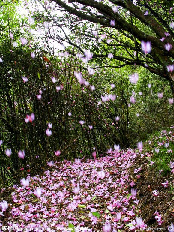 小道孤肠，偶遇花事。雨自芳泽，风自清凉。