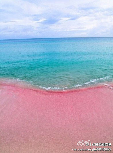 世上独一无二的粉色沙滩 巴哈马哈勃岛东侧的粉红色的金沙海滩。