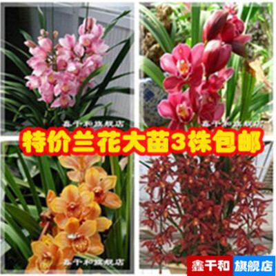 花卉兰花苗蕙兰 墨兰