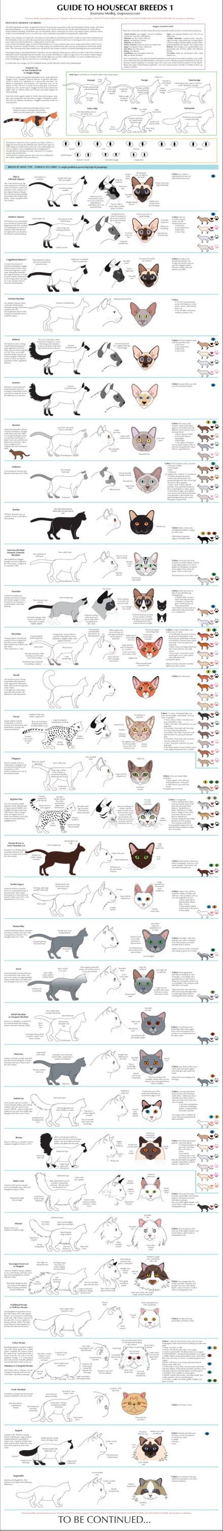 【动物教程】超级详细的猫科动物绘画大全！推荐给大家！