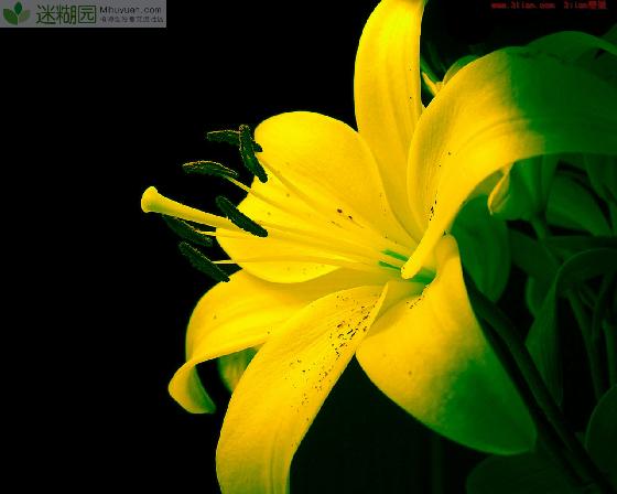 山东济南森林公园开展金秋花卉征集活动 原文出自迷糊园花卉植物主题交友社区(www.mihuyuan.com) 今秋九月，活动连连，据悉在山东济南森林公园正在举办一场需要全市爱花种花的市民参与的一场热闹盛宴，征集花卉活动。根据活动内容介绍，将于2014年10月1日－7日在科普馆举办“我最喜爱的一盆花”主题活动。