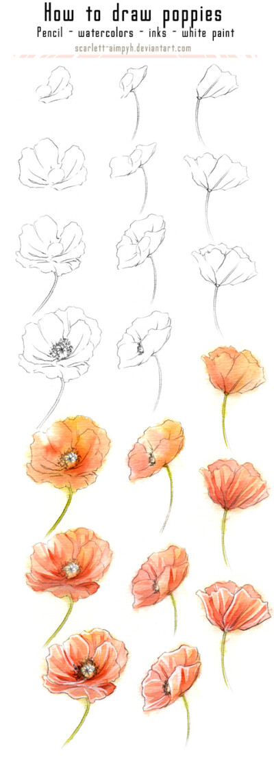 125 - Draw and paint poppies by Scarlett-Aimpyh