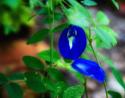 Clitoria ternatea。蝶豆。