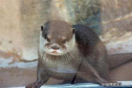 生活在日本广岛县的宫岛水族馆里的小水獭，萌翻了！