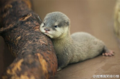 生活在日本广岛县的宫岛水族馆里的小水獭，萌翻了！ (via 颜文字君)