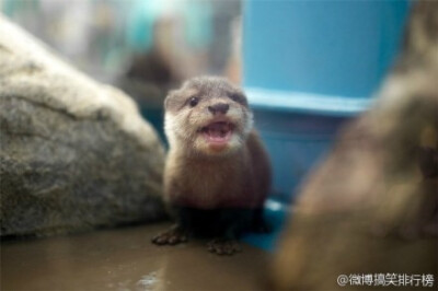 生活在日本广岛县的宫岛水族馆里的小水獭，萌翻了！