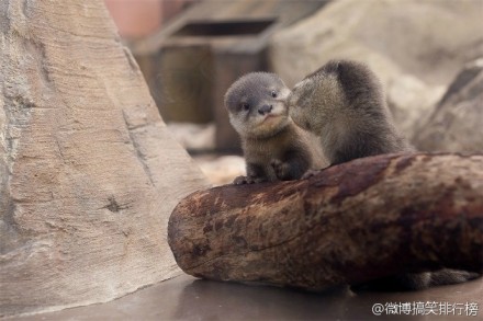 生活在日本广岛县的宫岛水族馆里的小水獭，萌翻了！