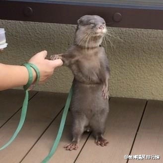 生活在日本广岛县的宫岛水族馆里的小水獭，萌翻了！