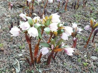 中文学名铁筷子 拉丁学名Helleborus thibetanus Franch. 别 称黑毛七、九百棒、九龙丹、黑儿波、见春花、九朵云、九莲灯 二名法Helleborus thibetanus 界植物界 门被子植物门 纲双子叶植物纲 亚纲原始花被亚纲 目毛茛目 科 毛茛科 亚 科金莲花亚科 族铁筷子族 属铁筷子属 种铁筷子 分布区域四川西北部、甘肃南部、陕西南部和湖北西北部。