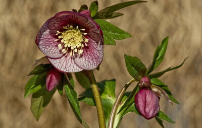 中文学名铁筷子 拉丁学名Helleborus thibetanus Franch. 别 称黑毛七、九百棒、九龙丹、黑儿波、见春花、九朵云、九莲灯 二名法Helleborus thibetanus 界植物界 门被子植物门 纲双子叶植物纲 亚 纲原始花被亚纲 …