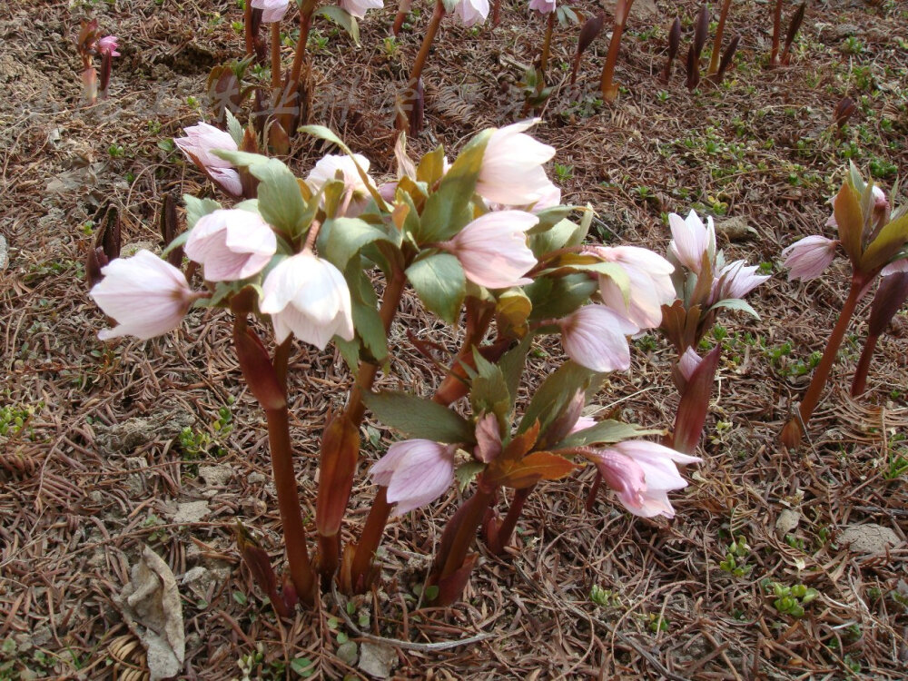 中文学名铁筷子 拉丁学名Helleborus thibetanus Franch. 别 称黑毛七、九百棒、九龙丹、黑儿波、见春花、九朵云、九莲灯 二名法Helleborus thibetanus 界植物界 门被子植物门 纲双子叶植物纲 亚 纲原始花被亚纲 目毛茛目 科毛茛科 亚 科金莲花亚科 族铁筷子族 属铁筷子属 种铁筷子 分布区域四川西北部、甘肃南部、陕西南部和湖北西北部。