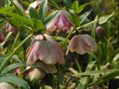 中文学名铁筷子 拉丁学名Helleborus thibetanus Franch. 别 称黑毛七、九百棒、九龙丹、黑儿波、见春花、九朵云、九莲灯 二名法Helleborus thibetanus 界植物界 门被子植物门 纲双子叶植物纲 亚 纲原始花被亚纲 …