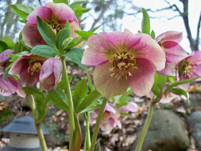 中文学名铁筷子 拉丁学名Helleborus thibetanus Franch. 别 称黑毛七、九百棒、九龙丹、黑儿波、见春花、九朵云、九莲灯 二名法Helleborus thibetanus 界植物界 门被子植物门 纲双子叶植物纲 亚 纲原始花被亚纲 …