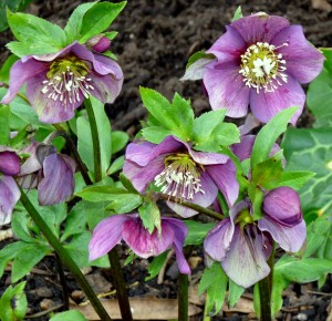 中文学名铁筷子 拉丁学名Helleborus thibetanus Franch. 别 称黑毛七、九百棒、九龙丹、黑儿波、见春花、九朵云、九莲灯 二名法Helleborus thibetanus 界植物界 门被子植物门 纲双子叶植物纲 亚 纲原始花被亚纲 目毛茛目 科毛茛科 亚 科金莲花亚科 族铁筷子族 属铁筷子属 种铁筷子 分布区域四川西北部、甘肃南部、陕西南部和湖北西北部。