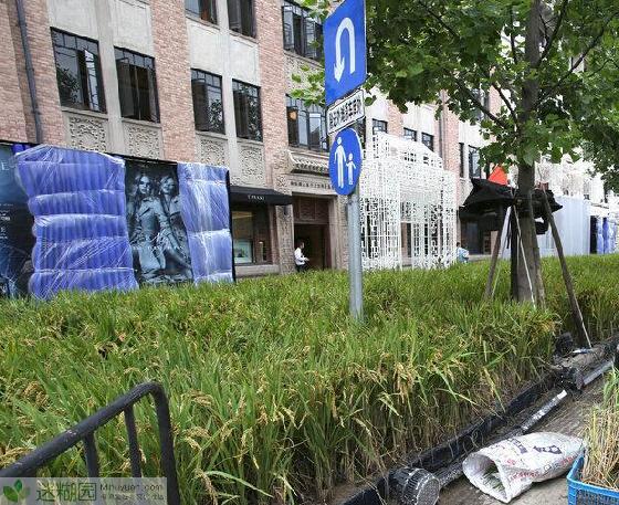 上海外滩惊现水稻田 引起群众热议 原文出自迷糊园花卉植物主题交友社区(www.mihuyuan.com) 如果你这几天路过上海外滩的圆明园路，就会发现在道路两边种植了不少水稻田，按照常识来说，这地方应该是绿化带，怎么会被种上水稻田？原来这篇水稻田是被作为一个商业活动的应景道具，而这样的创意也引发了不少质疑。