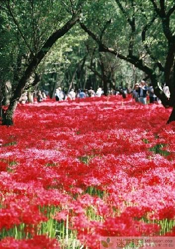 满是彼岸花的田地里盛开着将近500万株的花朵，根据日本媒体报道，近几年来，由于气候的原因，彼岸花的花期一直再推迟，而今年的花期却十分准时 原文出自迷糊园花卉植物主题交友社区(www.mihuyuan.com)