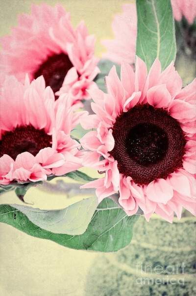 Pink sunflower