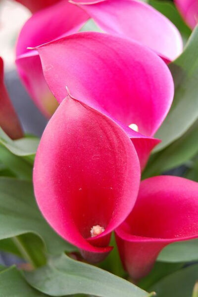 California Sun hot pink calla 粉紅色馬蹄蓮