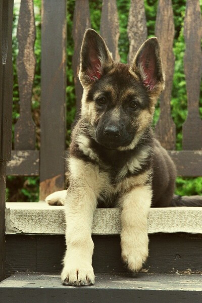 German Shepard Puppy - I really want one but I don't know that I want to deal with that much dog hair :(