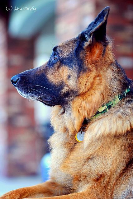 beautiful #German #Shepherd