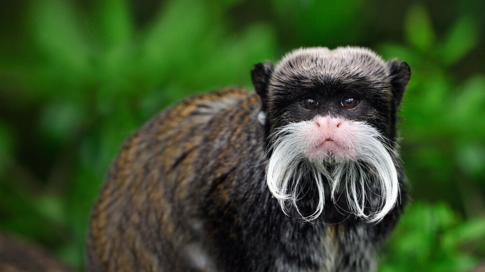 秘鲁马努公园内的皇狨猴 EmperorTamarin