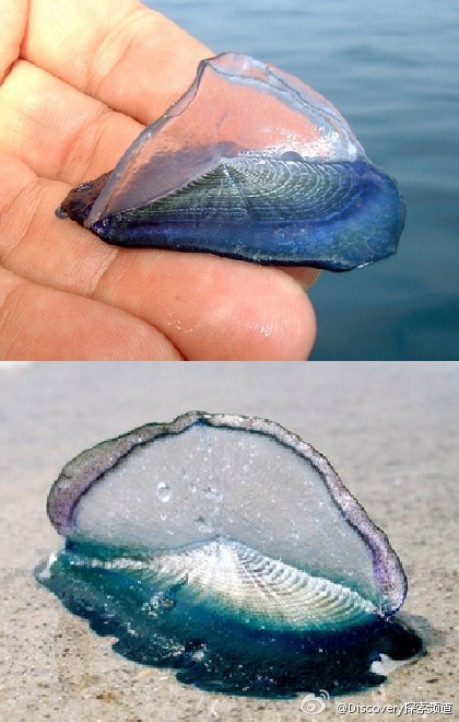 帆水母（Velella），有着众多好听的...