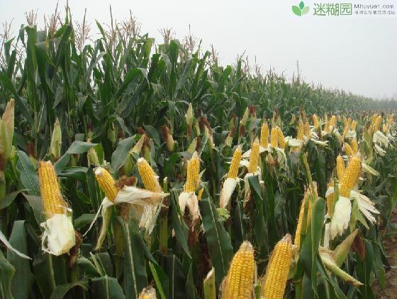 你听说过会“哭”的植物吗？ 原文出自迷糊园花卉植物主题交友社区(www.mihuyuan.com) 大自然的神奇之处在于很多现实里觉得奇特的事情却是真实的，如果你不信世界上有会哭的植物，那会和提出取消十一长假的教授一样，被群众们鄙视。就近的来说，与人们食物相关的植物稻、麦、玉米等禾谷类植物中就经常发生“哭泣”事件，是不是很有趣？来，跟我们走进爱哭植物的内心世界。