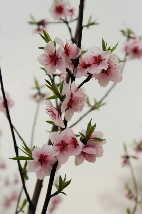 桃花图片高清手机壁纸