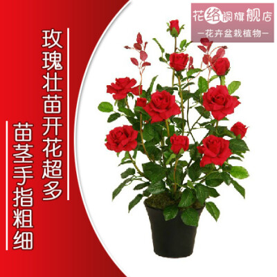 当年开花 花卉绿植室内盆栽植物【拇指粗玫瑰花苗】蔷薇月季科